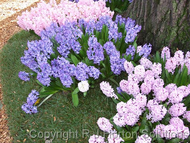 Hyacinths under tree_2